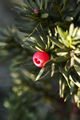 Taxus media Mecenas 00002 Cis pośredni